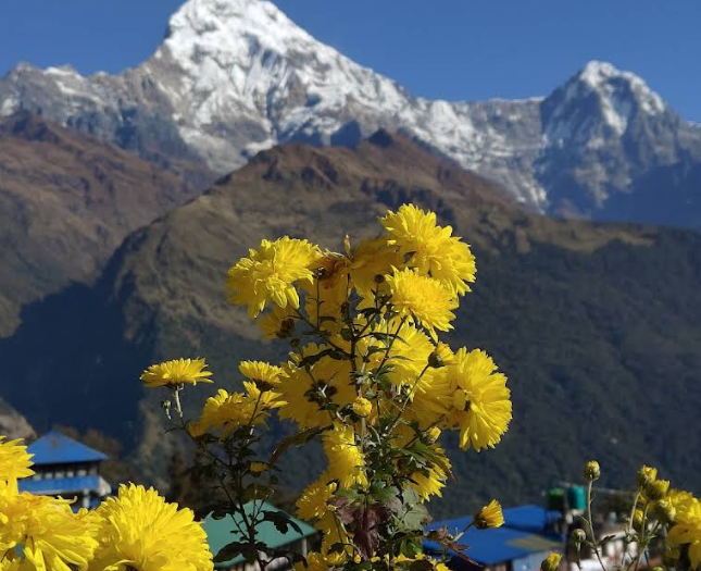 Yellow flowers before the snow peaks